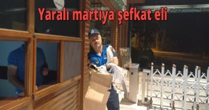  Yaralı martıya şefkat eli