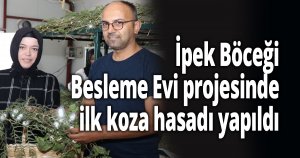 İpek Böceği Besleme Evi projesinde ilk koza hasadı yapıldı