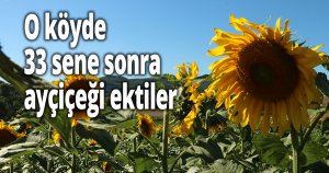 O köyde 33 sene sonra ayçiçeği ektiler