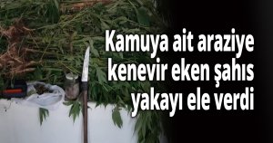 Kamuya ait araziye kenevir eken şahıs yakayı ele verdi