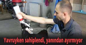 Yavruyken sahiplendi, yanından ayırmıyor