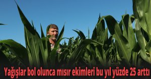 Yağışlar bol olunca mısır ekimleri bu yıl yüzde 25 arttı