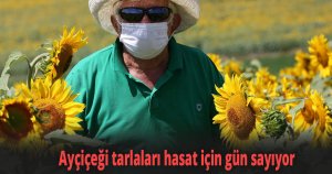 Ayçiçeği tarlaları hasat için gün sayıyor