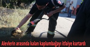 Alevlerin arasında kalan kaplumbağayı itfaiye kurtardı