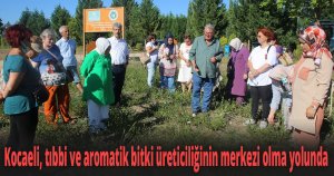 Kocaeli, tıbbi ve aromatik bitki üreticiliğinin merkezi olma yolunda