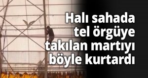 Halı sahada tel örgüye takılan martıyı böyle kurtardı