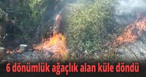 6 dönümlük ağaçlık alan küle döndü
