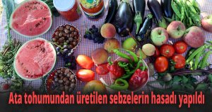 Ata tohumundan üretilen sebzelerin hasadı yapıldı