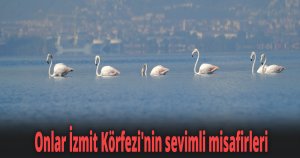 Onlar İzmit Körfezi'nin sevimli misafirleri