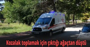 Kozalak toplamak için çıktığı ağaçtan düştü