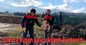 Çukura düşen yavru köpek kurtarıldı
