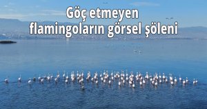 Göç etmeyen flamingoların görsel şöleni