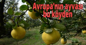 Avrupa’nın ayvası bu köyden