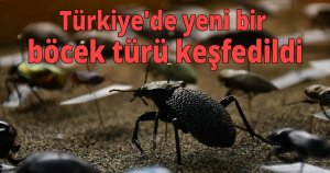 Türkiye'de yeni bir böcek türü keşfedildi