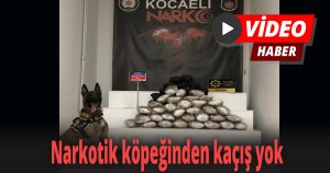 Narkotik köpeğinden kaçış yok