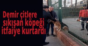    Demir çitlere sıkışan köpeği itfaiye kurtardı