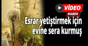 Esrar yetiştirmek için evine sera kurmuş