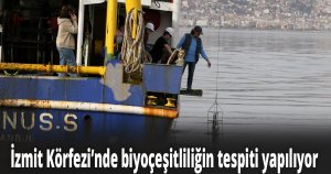 İzmit Körfezi’nde biyoçeşitliliğin tespiti yapılıyor