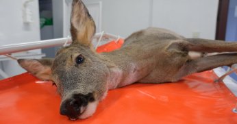 Binlerce yaban hayvanı hayata döndürüldü