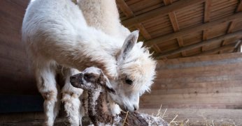 Ormanya’nın yeni gözdesi yavru Alpaka