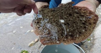 Gebzeli balıkçıların ağına takılan kalkan balığı tekrar denize salındı