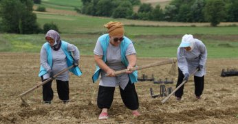 Tıbbi Aromatik Bitki Yetiştiriciliğinde yeni ürün; kekik