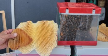 Kocaeli’de bal hasadı şenliği