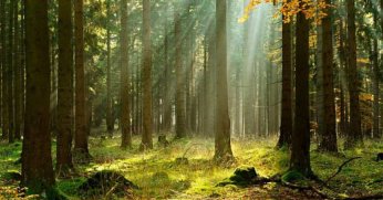 Kocaeli’de ormanlık alanlara girişler yasaklandı