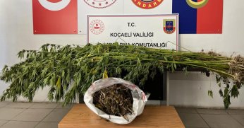 Jandarma uyuşturucu tarlasını bastı