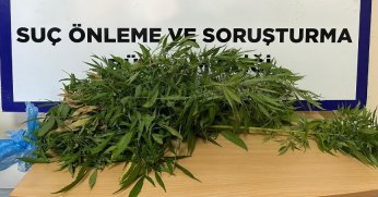 Kartepe'de iki adreste hint keneviri ele geçirildi