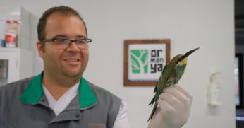 Tüfekle vurulan arıkuşu Ormanya’da tedavi altına alındı