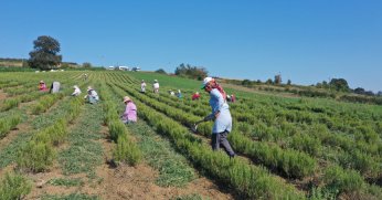 Tıbbi ve aromatik bitkilerin hasadı başladı