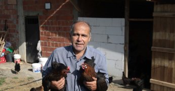 Kocaeli’de yüzde 50 hibeli tavuk desteği üreticilerin yüzünü güldürdü