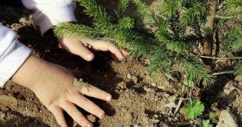 1 Milyon Fidan Toprakla Buluşuyor Gelen Kutusu