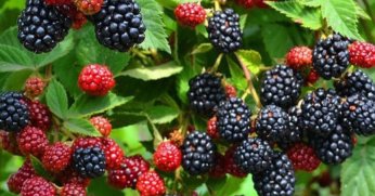 Büyükşehir’den yüzde 50 hibeli meyve fidanı