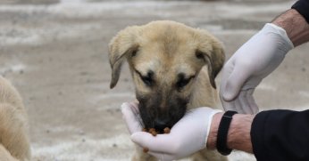 4 bin 209 sokak hayvanı sıcak yuvaya kavuştu