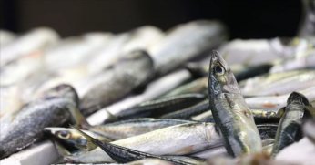 Denizlerde av yasağı başladı