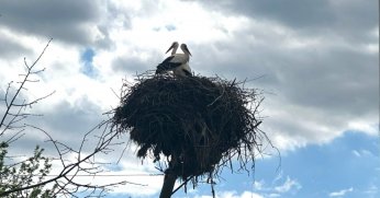 Büyükşehir, leyleklerin yuvasını yıkılmaktan kurtardı
