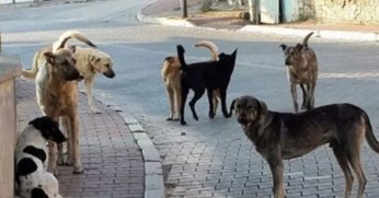 Valilik sokak köpekleri için Belediyeleri uyardı