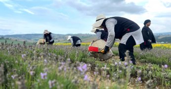 Kocaeli’de mor tarlalarda lavanta hasadı başladı