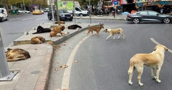 Sokak hayvanlarına yönelik kanun teklifi...