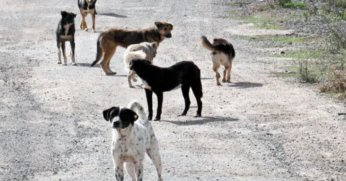 ilk 5 maddesi kabul edildi