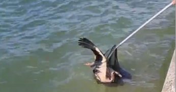 Yaralı leyleği Büyükşehir itfaiyesi kurtardı