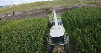 37 bin dekar mısır tarlası tarıma kazandırıldı