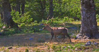 Ormanya’da üretilen Kızıl Geyikler doğaya salınacak