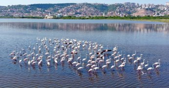 İzmit Körfezi’nin pembe süsleri geldi