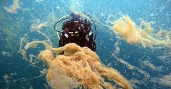 Marmara Denizi ‘Ben ölüyorum!’ diyor