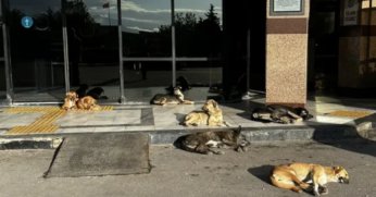 Hastane bahçelerinde sahipsiz hayvan bulunmayacak