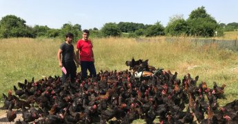 Üreticiye yüzde 50 hibeli yumurta tavuğu desteği