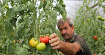 Büyükşehir’den yüzde 50 hibeli sera desteği